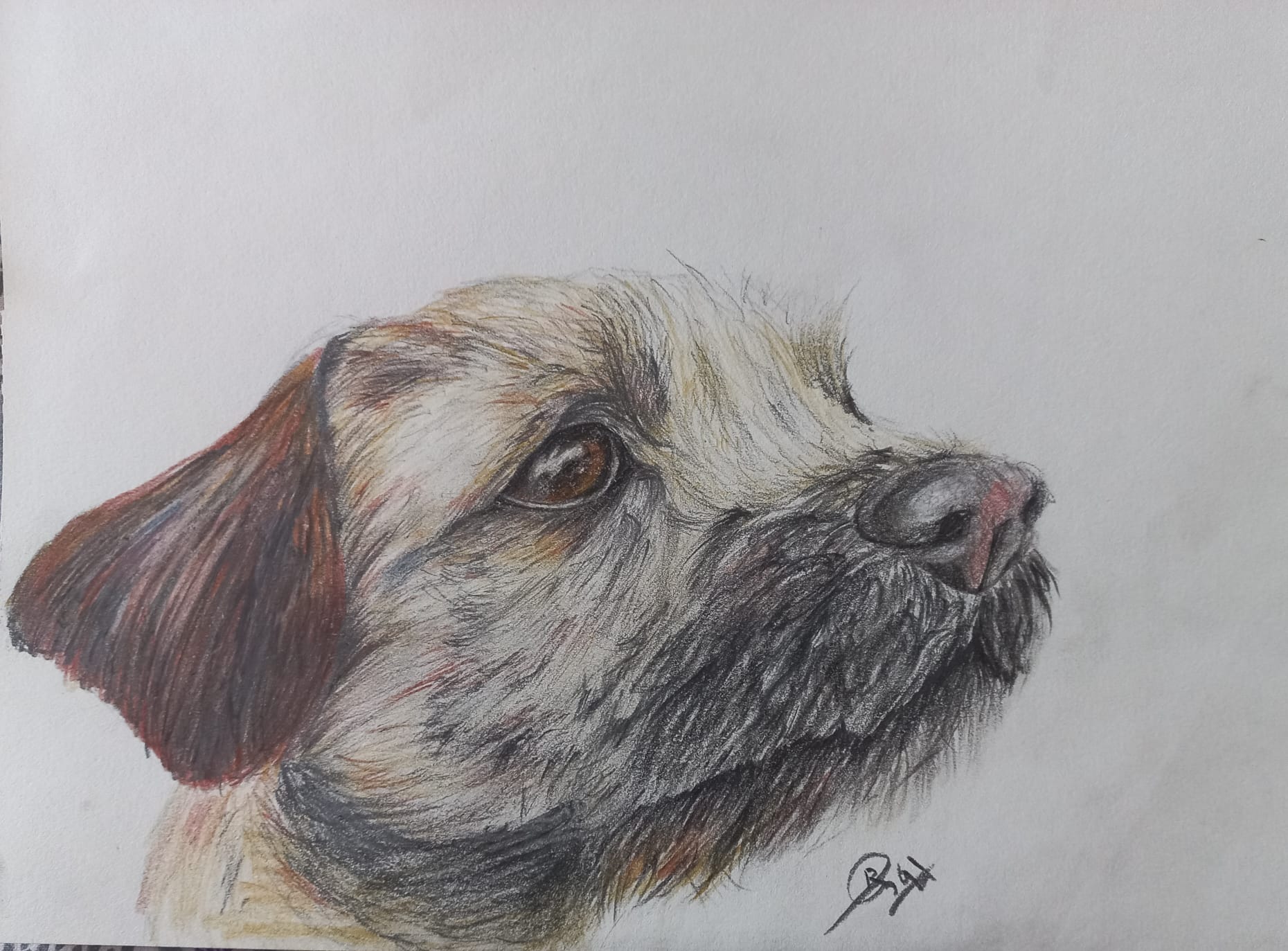 Silent Gaze - Colour Pencils 2